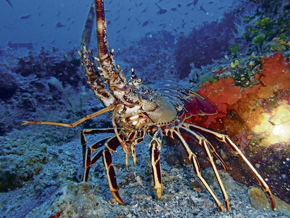 Un ejemplar adulto de langosta roja del Mediterráneo.