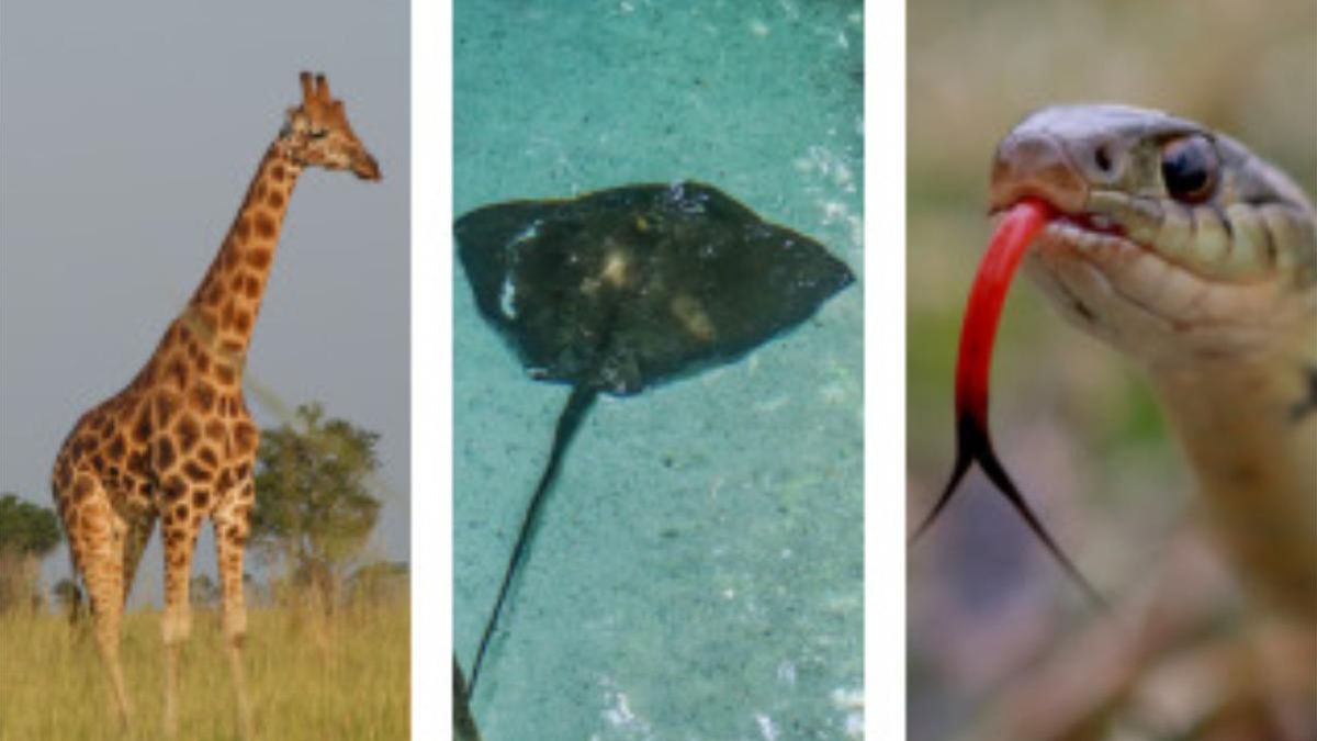 El patrón identificado se aprecia en organismos tan diferentes como anfibios, aves, mamíferos, reptiles, insectos y árboles.