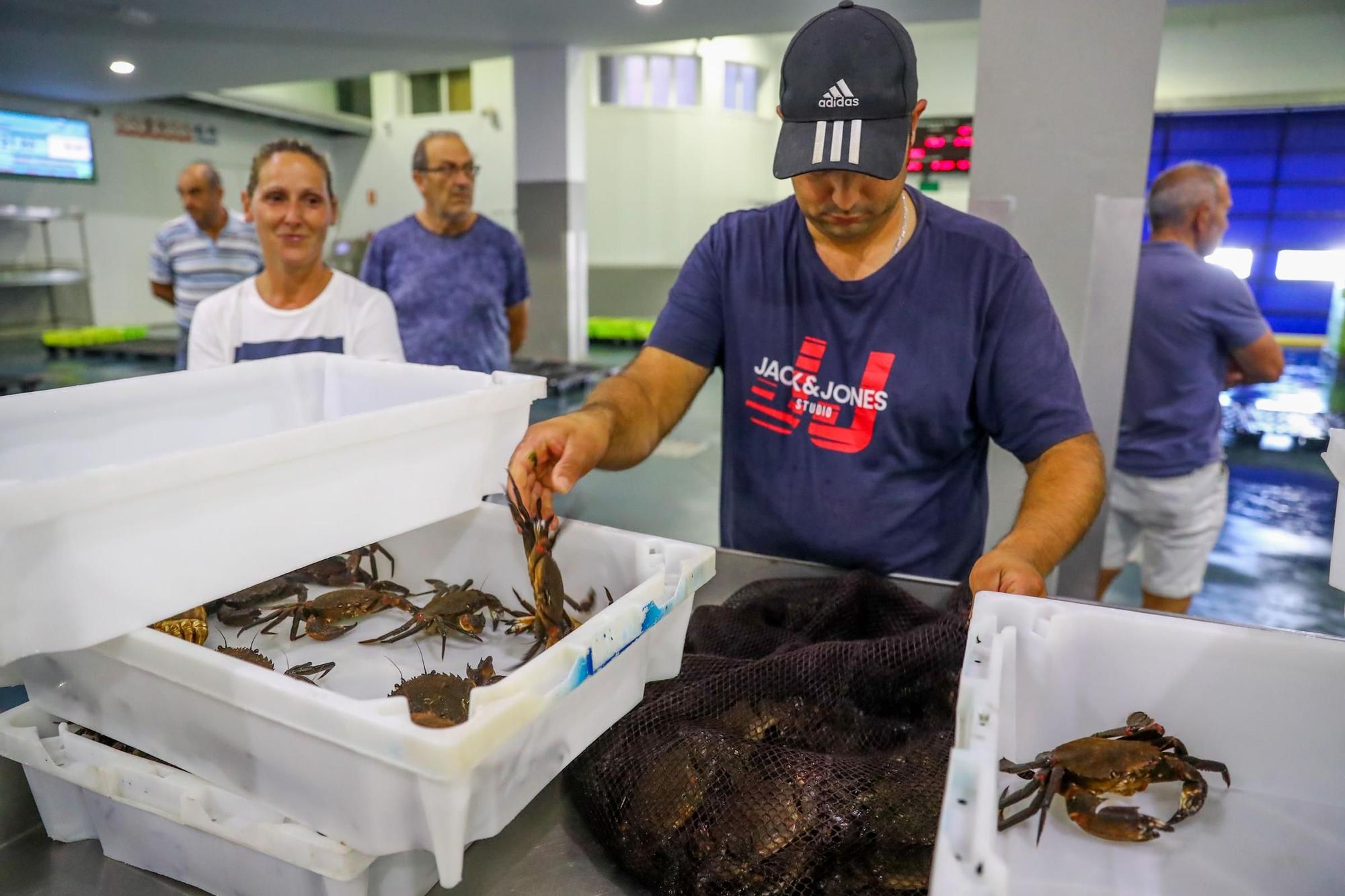 Los últimos retoques de la Festa do Marisco de O Grove.