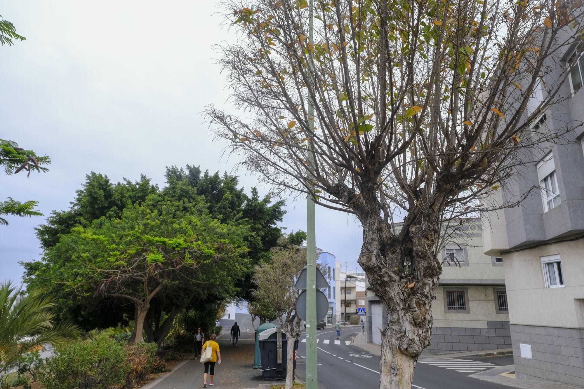 Mal estado de las zonas verdes en Las Torres