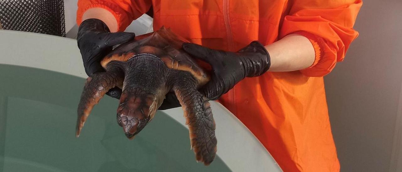 “Ferdylan”, una de las tortugas que se recuperan en el Igafa de A Illa.   | //  FDV