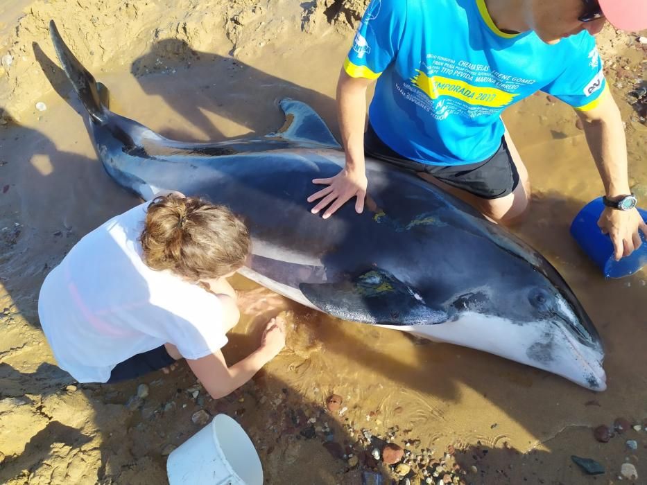 Al rescate de un delfín en Ribadesella