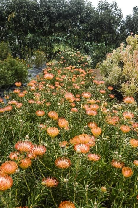 Plantación de proteas