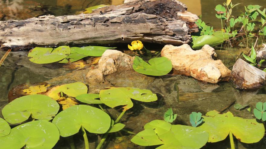 Activistas liberan ejemplares de fauna acuática en el estanque de Orive