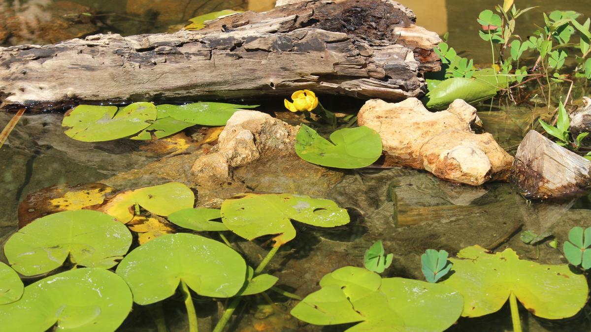 Liberan ejemplares de fauna acuática en el estanque de los jardines de Orive.