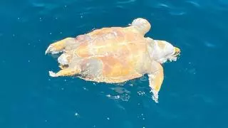 Hallan una tortuga muerta flotando en aguas de Dénia