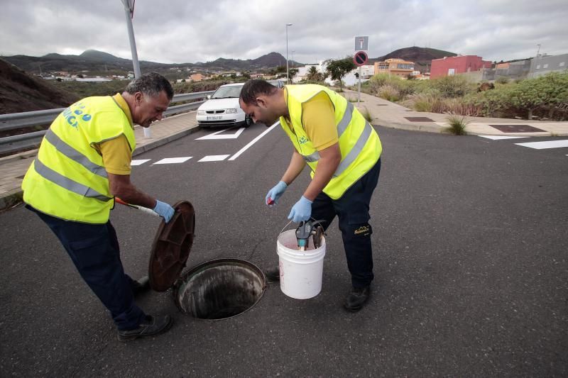 Campaña urgente contra plagas