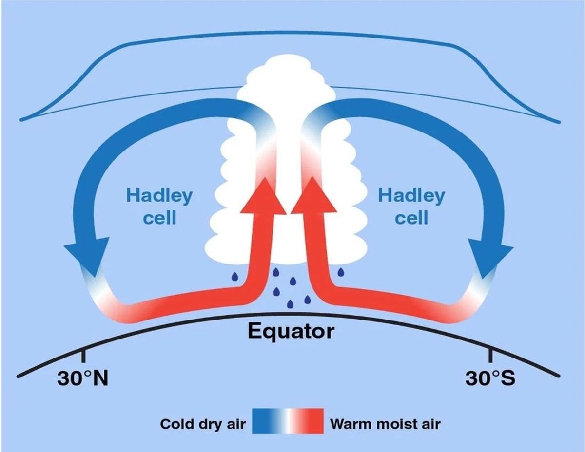 Ubicación de las células de Hadley