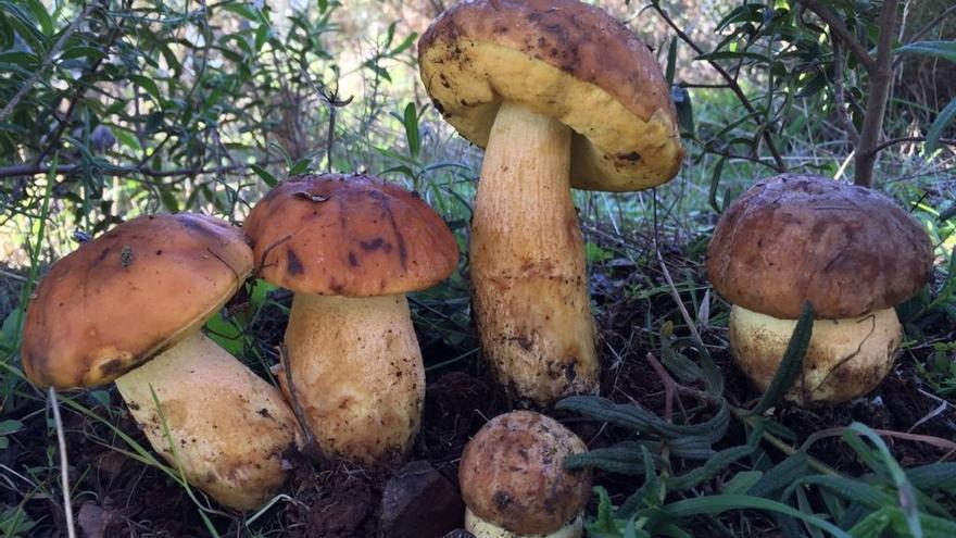 Cins bolets en un terreny forestal