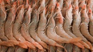 gamba-blanca-es-la-reina-de-las-lonjas