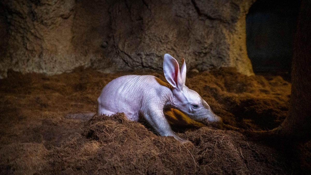 Cría oricteropo en la madriguera que recrea la sabana de Bioparc.
