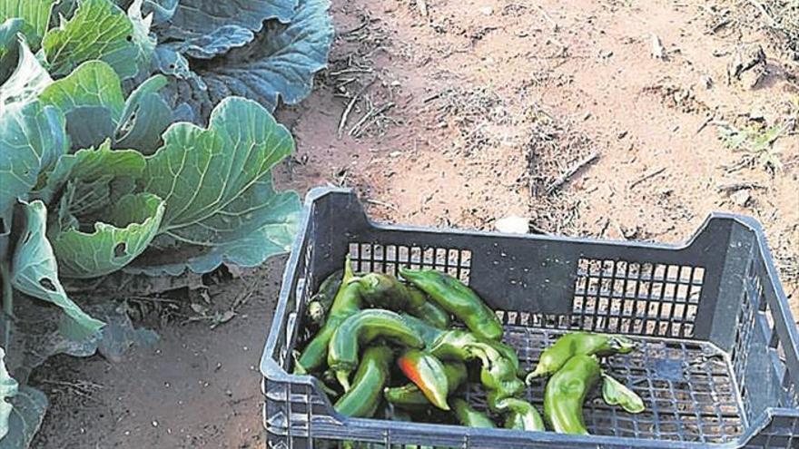 Estudian aumentar la vigilancia en los huertos en apoyo  a los agricultores