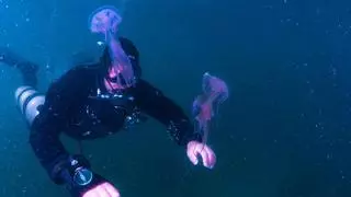 Las altas temperaturas del mar ya hacen brillar a las medusas en la ría de Vigo