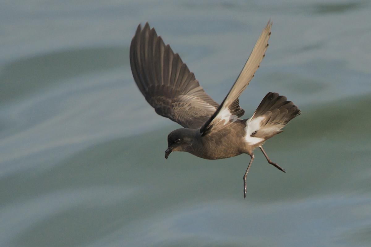 Un paíño de Wilsom fotografiado desde el barco "Chasula".
