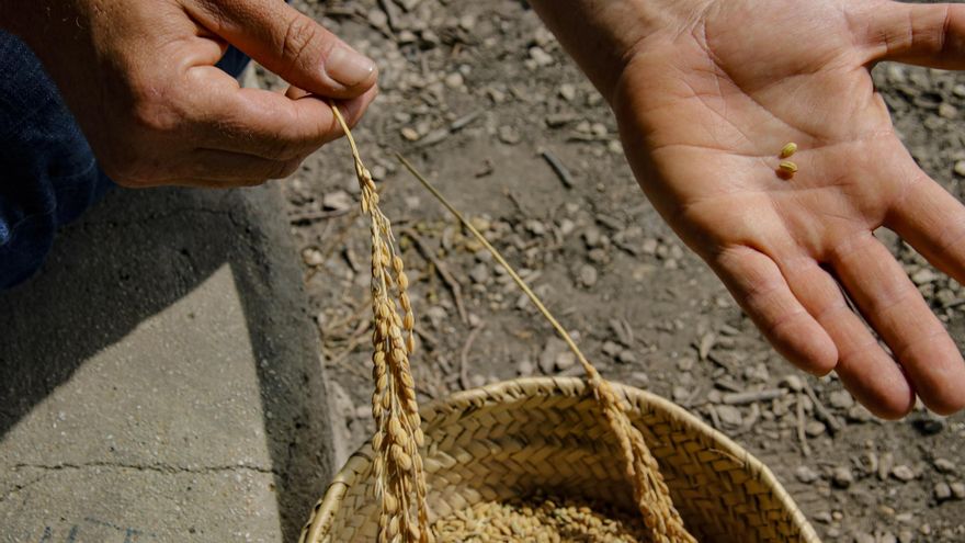 Elche viaja a un futuro sostenible: la paja de arroz que se convierte en envase alimentario