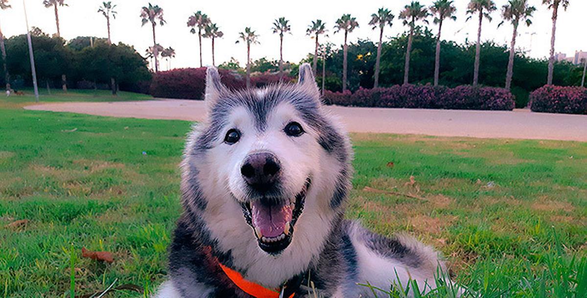 Los mejores lugares donde ir con tu perro en la provincia de Alicante