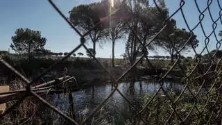 Ecologistas alertan sobre el estado del acuífero de Doñana: "Se están sobrepasando los límites viables"