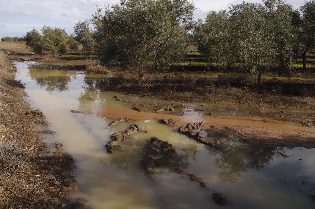 Olivar inundado tras las lluvías