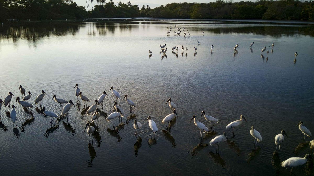 Aves en un humedal en la zona de Bajamar, el 31 de enero de este año, en el Pacífico Central de Costa Rica.