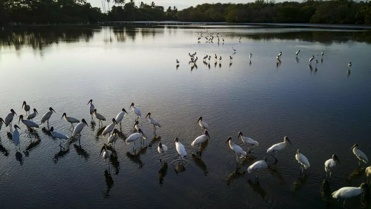 La pérdida de humedales podría costar 39 billones de dólares al mundo