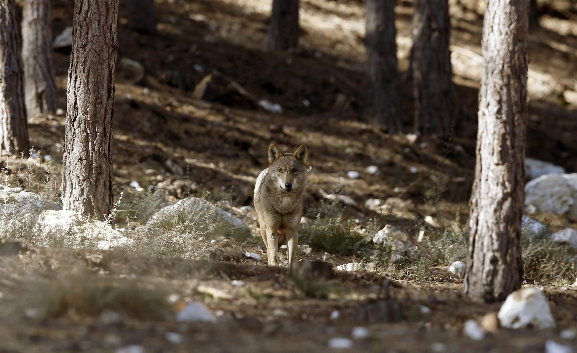 Ejemplar del lobo ibérico en semilibertad en Robledo (Zamora).