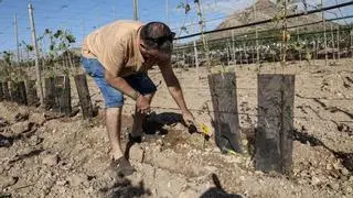 La provincia de Alicante diseña las uvas, las cerezas y los cítricos del futuro