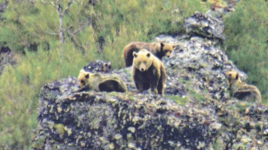 Una familia de osos pardos cantábricos en un monte asturiano.