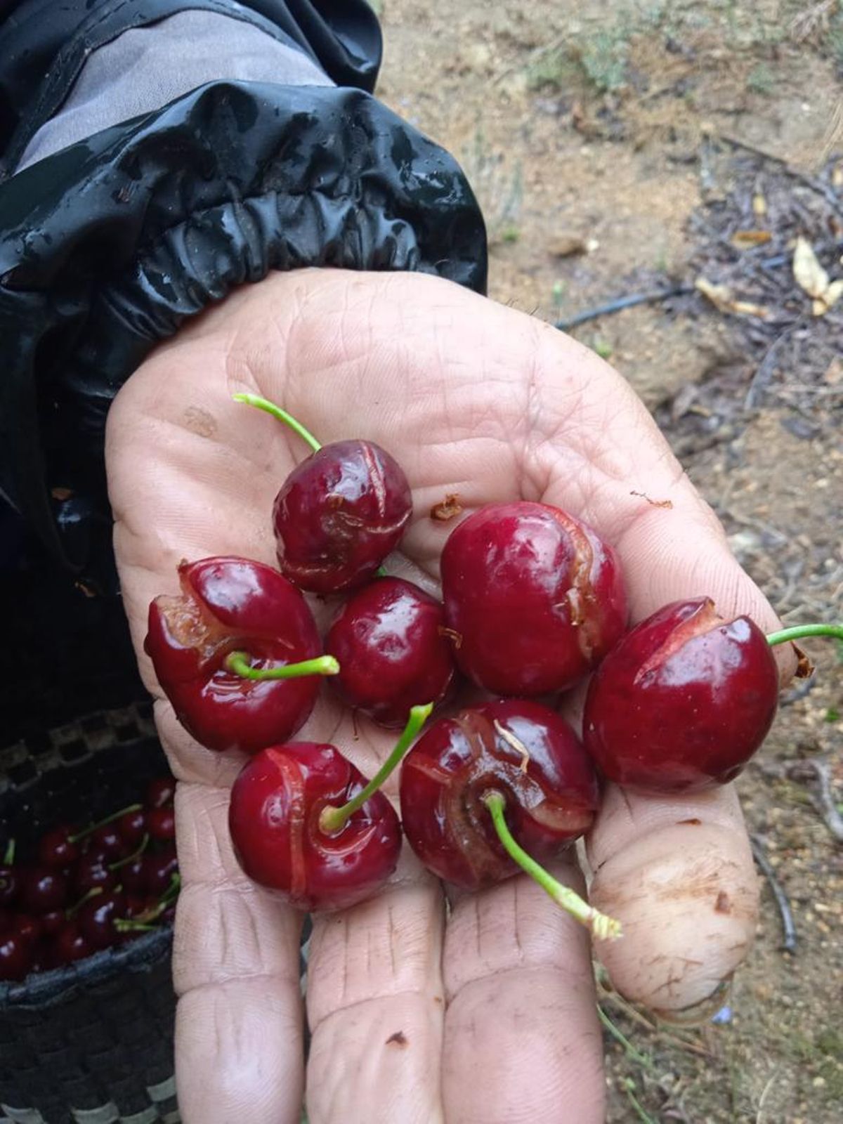 Daños en las cerezas tras las lluvias de junio de 2024.