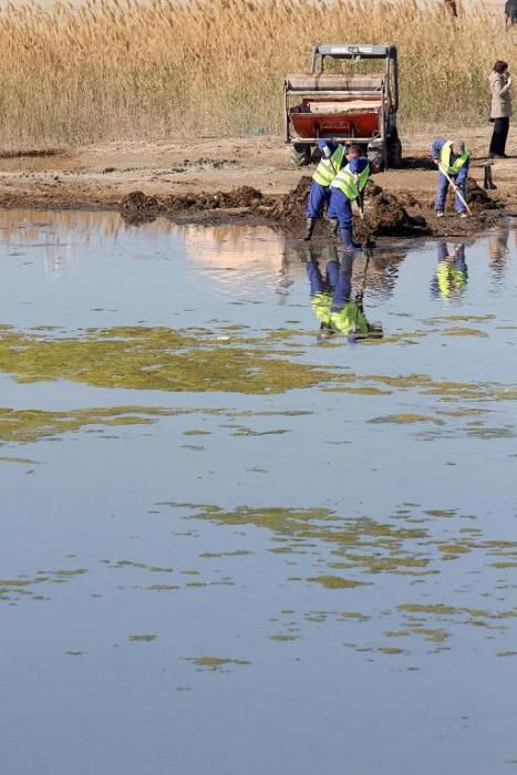 Así trabaja la brigada de limpieza en el Mar Menor