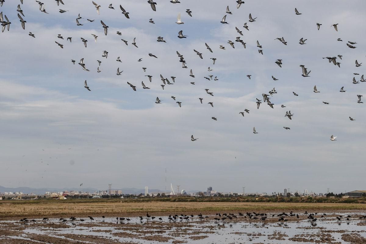 Un grupo de aves se alimenta en unos campos de la Albufera.