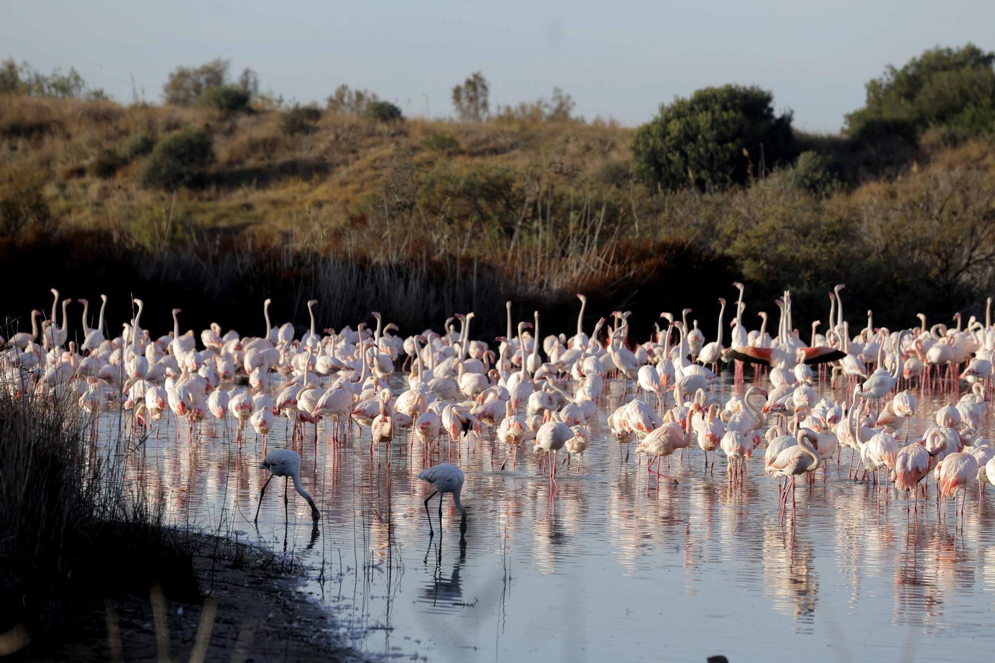 Los flamencos vuelven a L´Albufera para criar