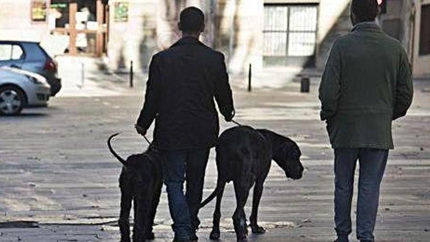 Els gossos han d&#039;estar xipats i s&#039;han de dur lligats. A la foto, un home en passeja dos a la Baixada de la Seu