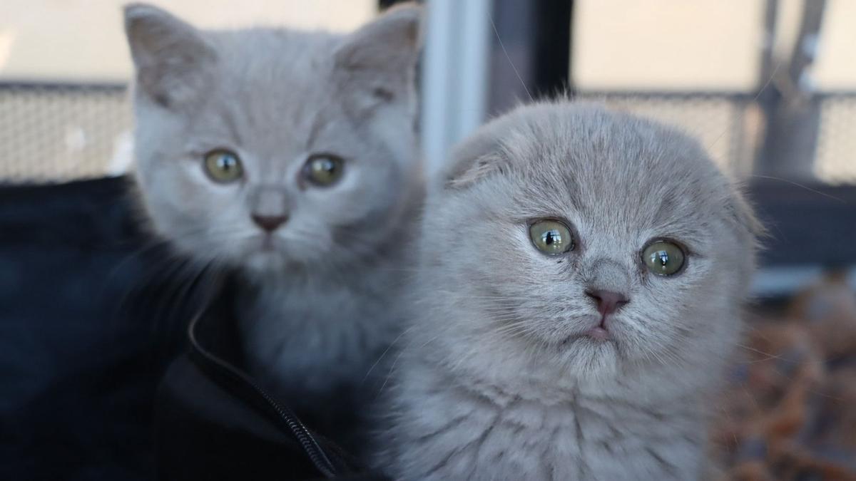 Se reunirán más de 200 gatos de 21 razas diferentes.