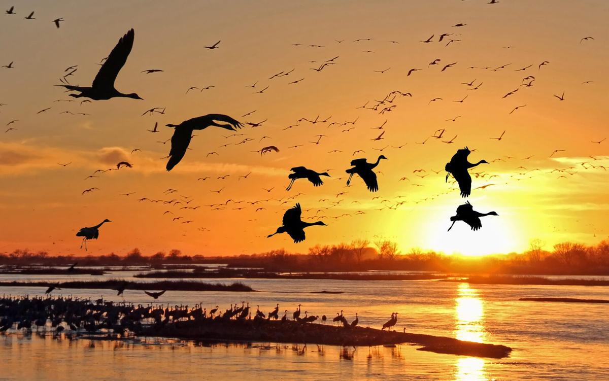 Bandada de aves migratorias en una zona húmeda