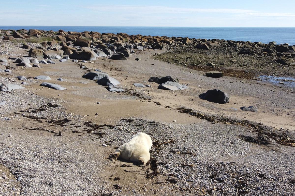 Así viven los osos polares en Hudson Bay, cerca de Churchill (Canadá).