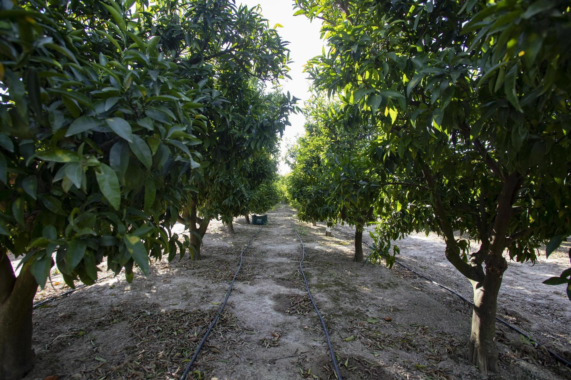 Roban la cosecha de mandarinas en un campo de Alberic