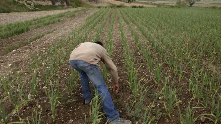 Un huerto a demanda del consumidor