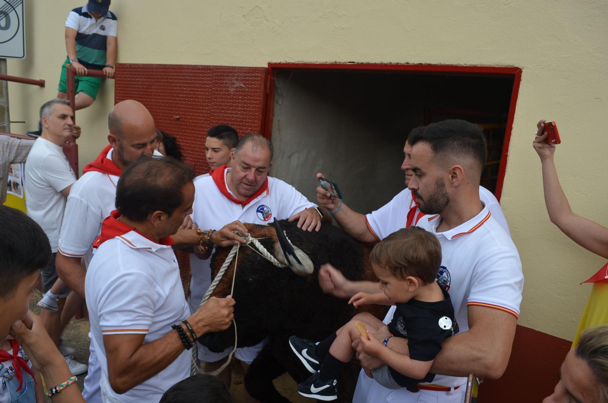 Fiestas del Toro: Así corren los carretones en Benavente