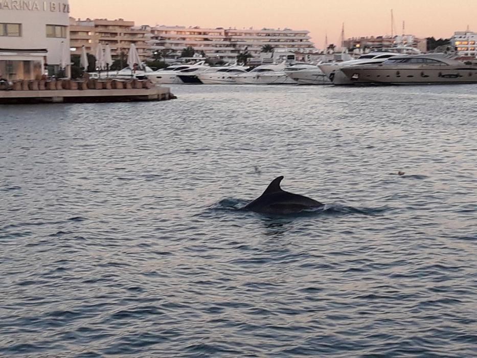 Delfines en Ibiza