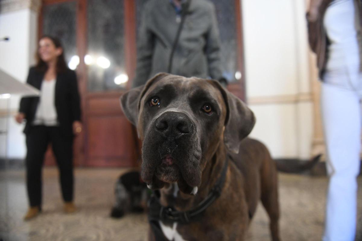Presentación, el pasado año, de la nueva normativa canina de A Coruña