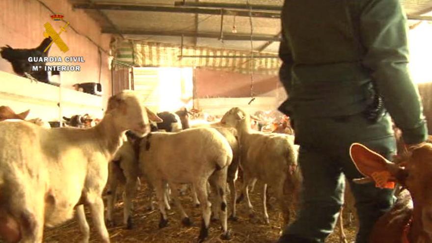 Imagen del matadero clandestino donde presuntamente se comercializaban reses de distintas especies