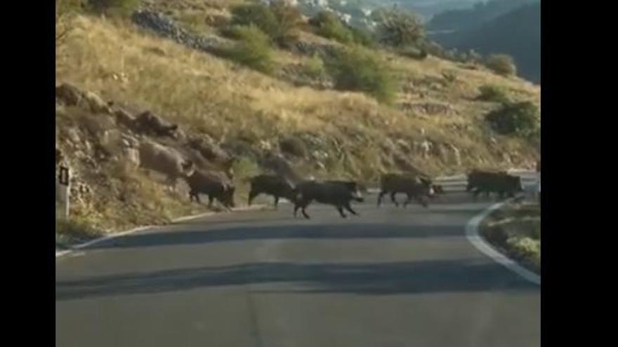 Una piara de jabalíes irrumpe en una carretera de Pego