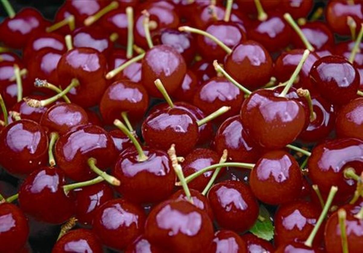 La pell brillant de les cireres indica que fa poques hores que han estat recol·lectades. La pell brillant de les cireres indica que fa poques hores que han estat recol·lectades.