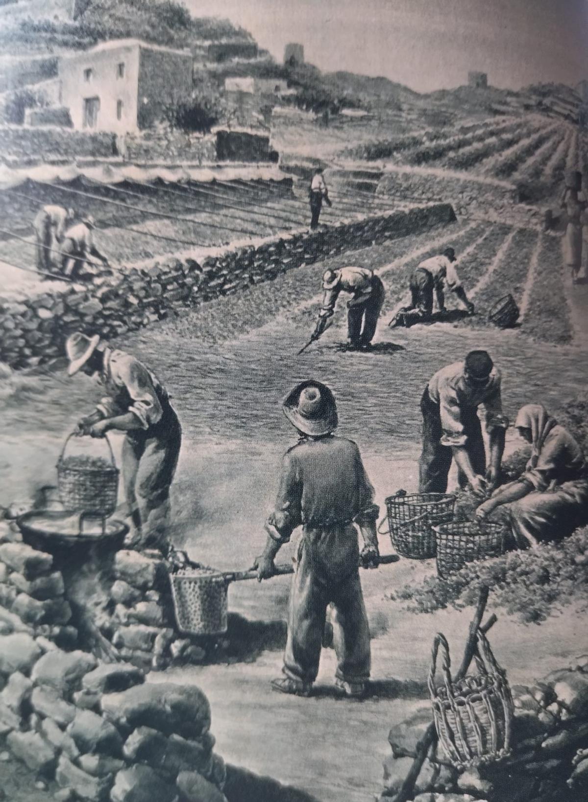 Dibujo de G. Bartoletti sobre la elaboración de la pasa en Pantelleria, Italia