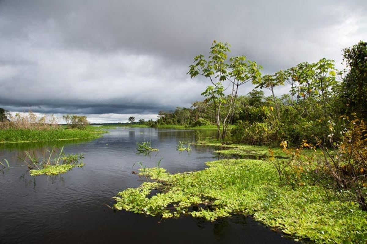 La reserva nacional Pacaya Samiria forma parte de laAmazonía peruana.