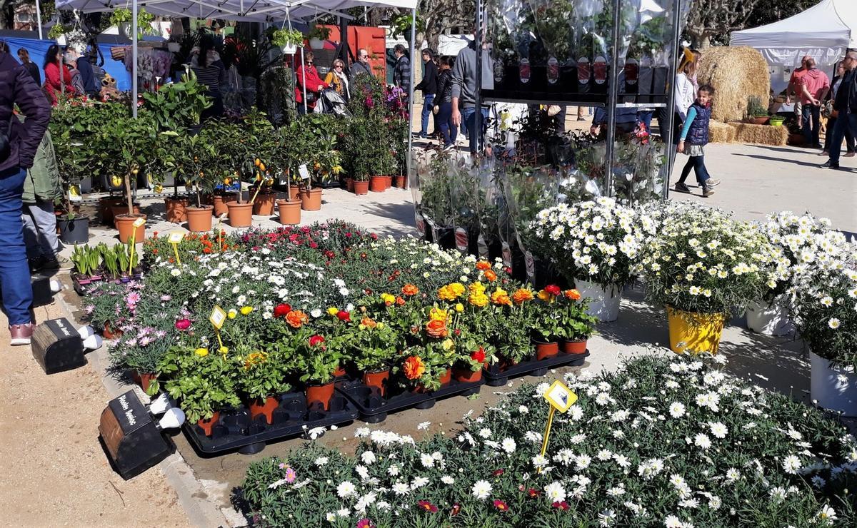 La Fira de l’Arbre de Mataró es transforma aquest any en la Setmana de la Naturalesa La Fira de l’Arbre de Mataró es transforma aquest any en la Setmana de la Naturalesa