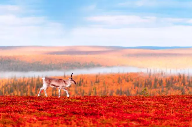 ¿Conoces los colores de la 'ruska'? Déjate conquistar por este espectáculo de la Laponia finlandesa