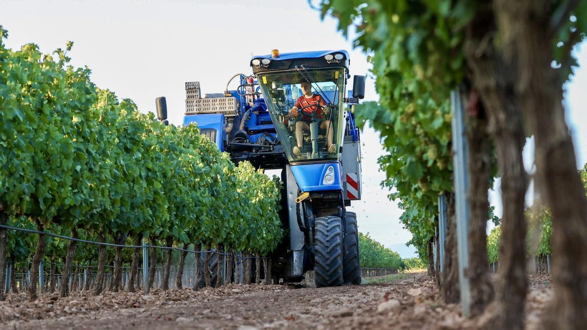 Recogida de la uva en La Rioja, que se ha adelantado por las altas temperaturas de este verano.