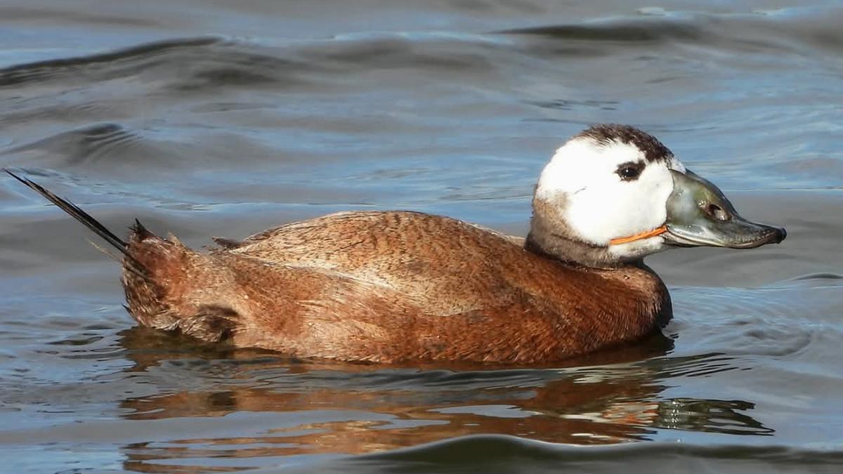 Una malvasía cabeciblanca del Clot de Galvany con una goma en el pico