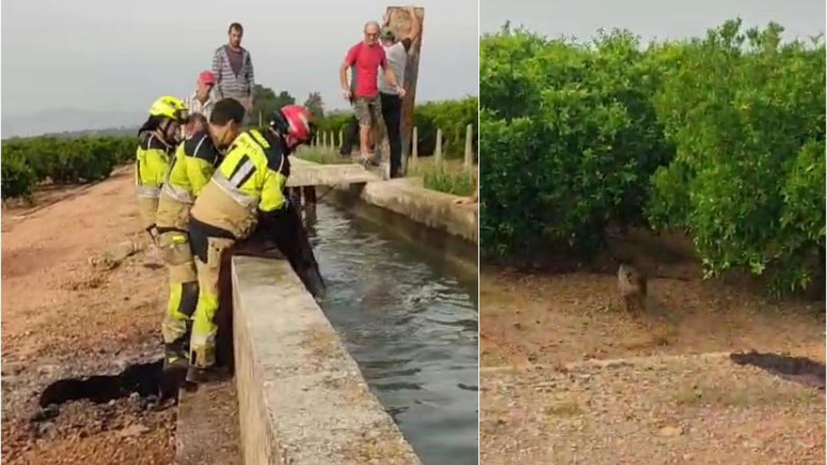 Vídeo: Los bomberos protagonizan el rescate de un jabalí en Castelló